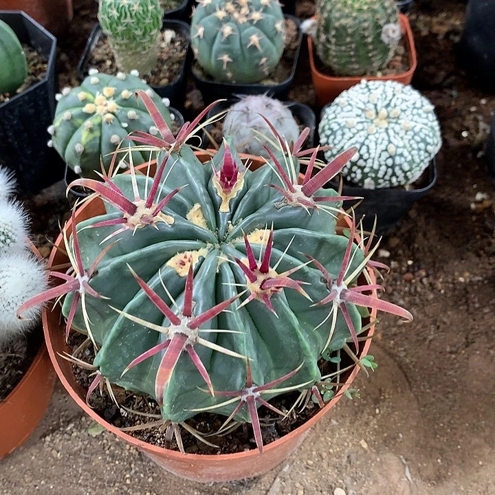 28568686767686858989