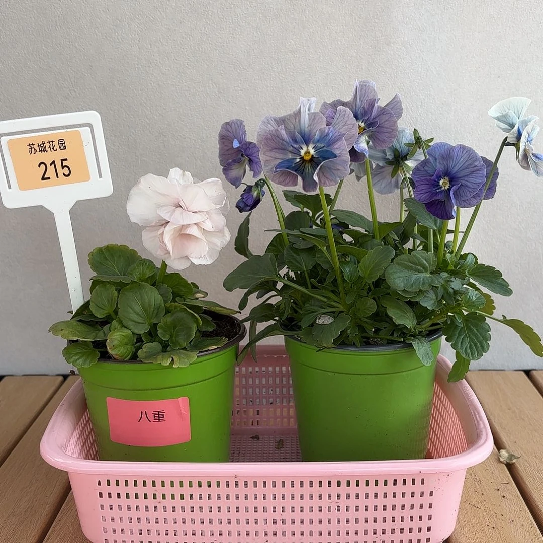 大部分开放少量花苞215