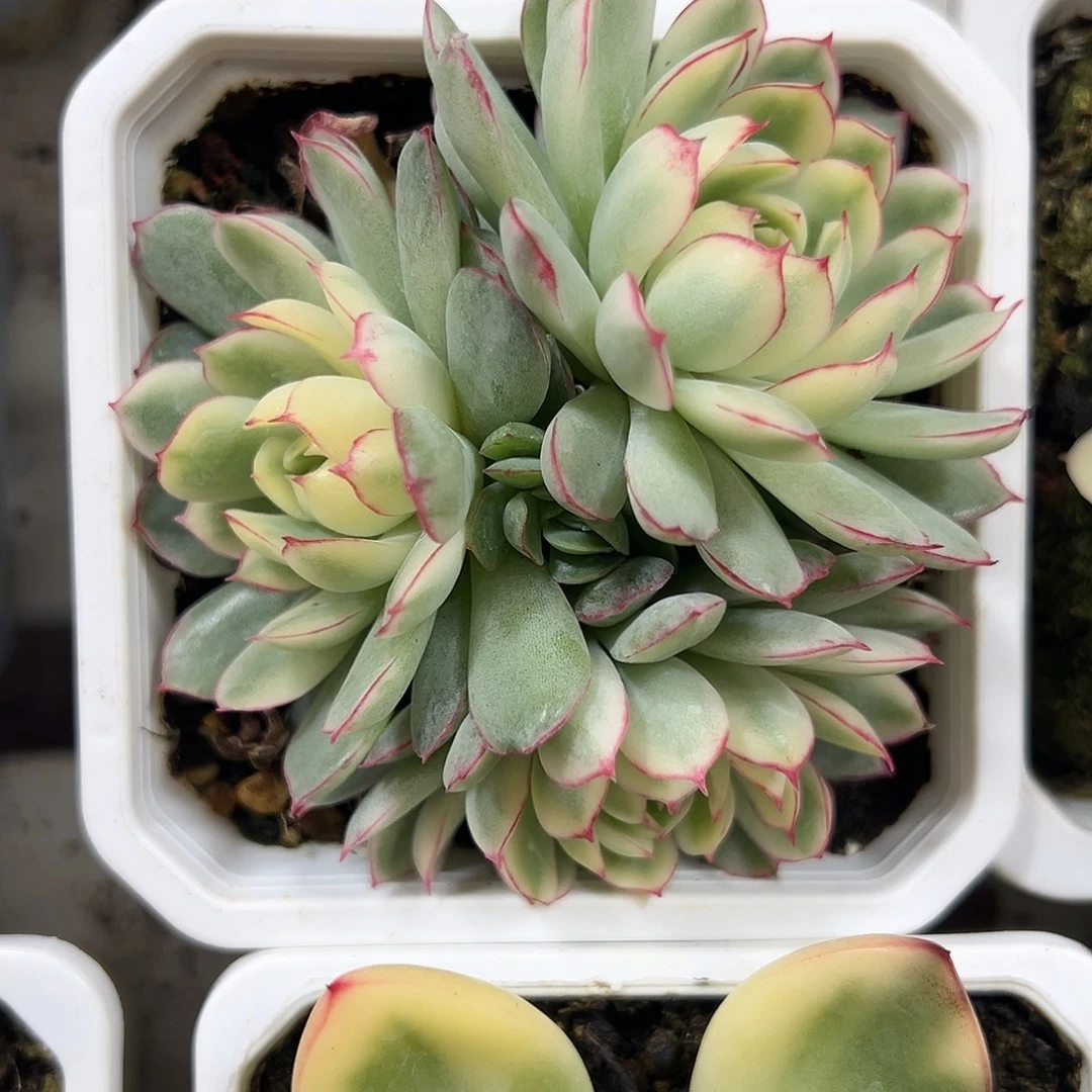 梦幻玫瑰锦群生多肉