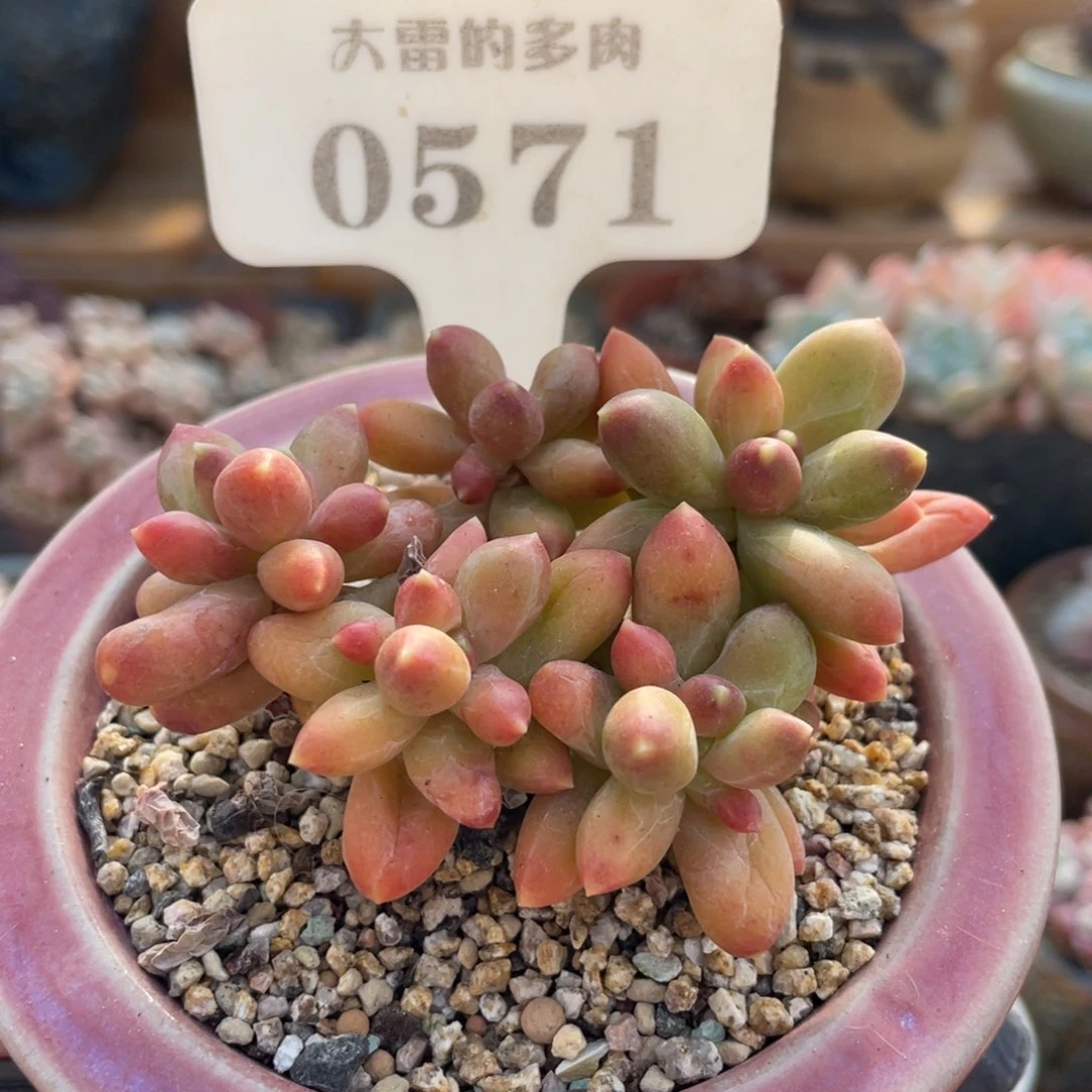 0571 千代田 7.5厘米 不带盆