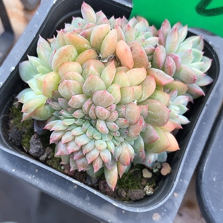 骑***姨多肉植物冰魄缀750