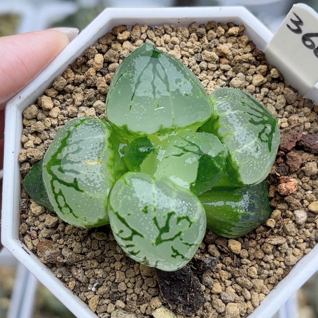 366巨大化虞美人福利专场