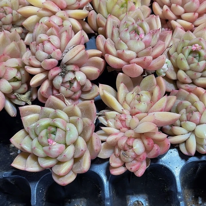 晴空珍妮1.5带土发