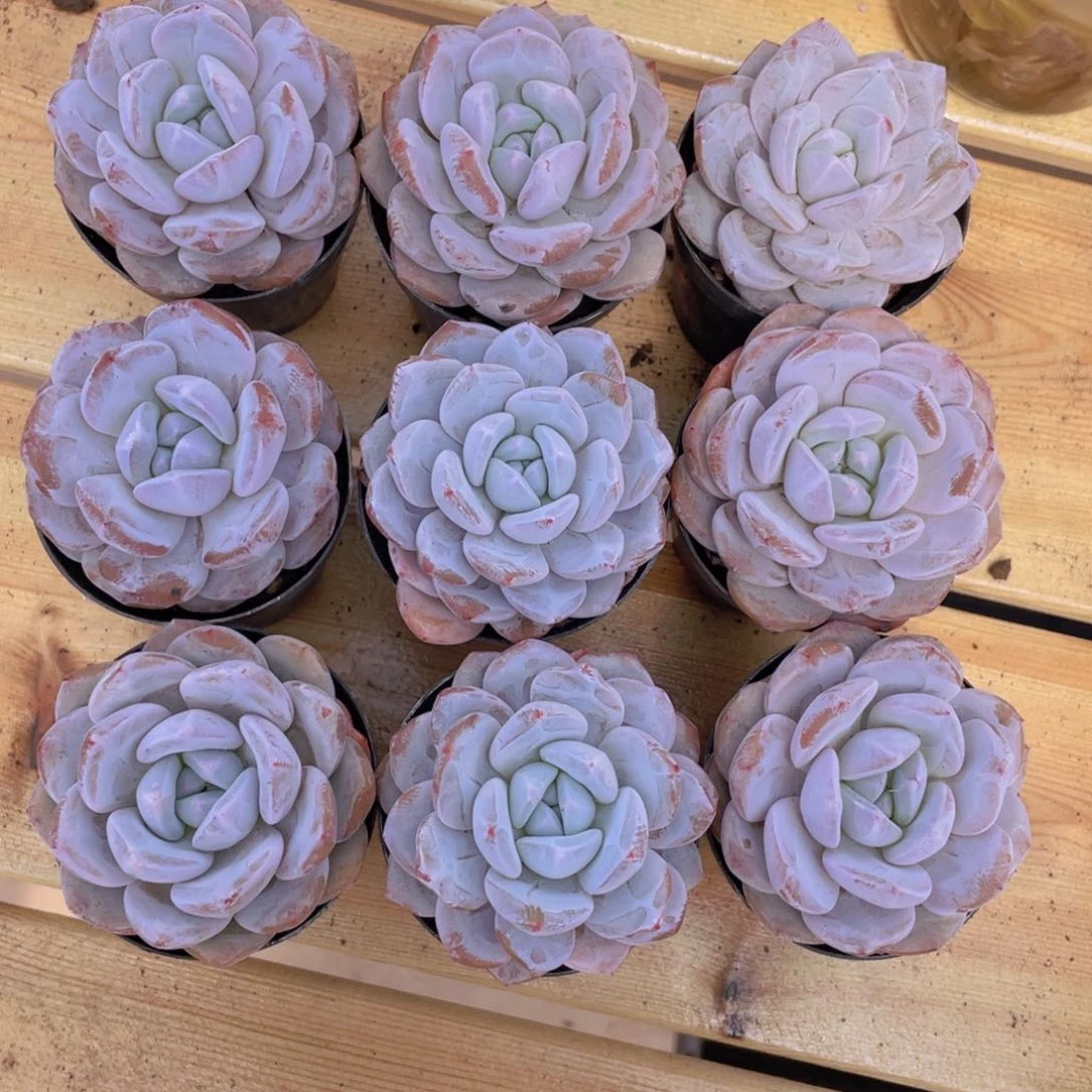 1465号 雪花橙单头一个