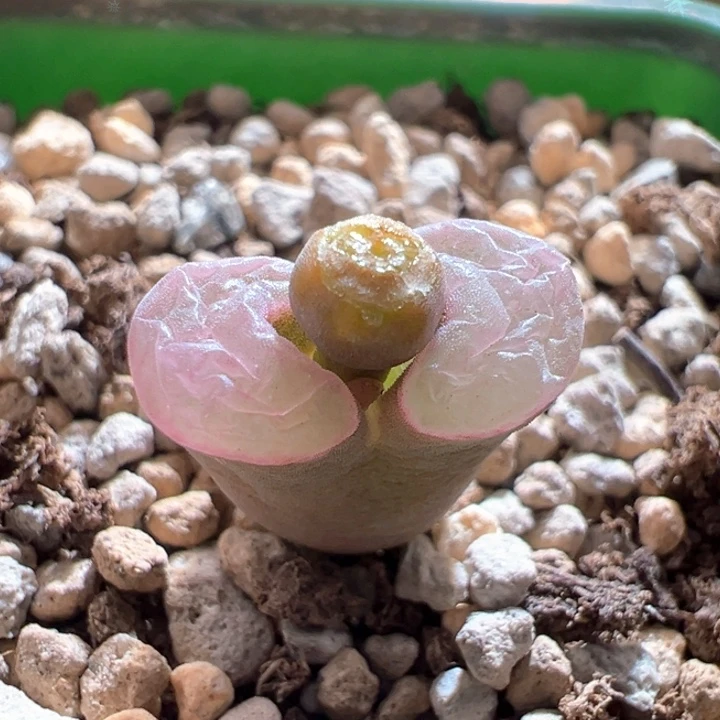 w179。下播福利。磁铁子。