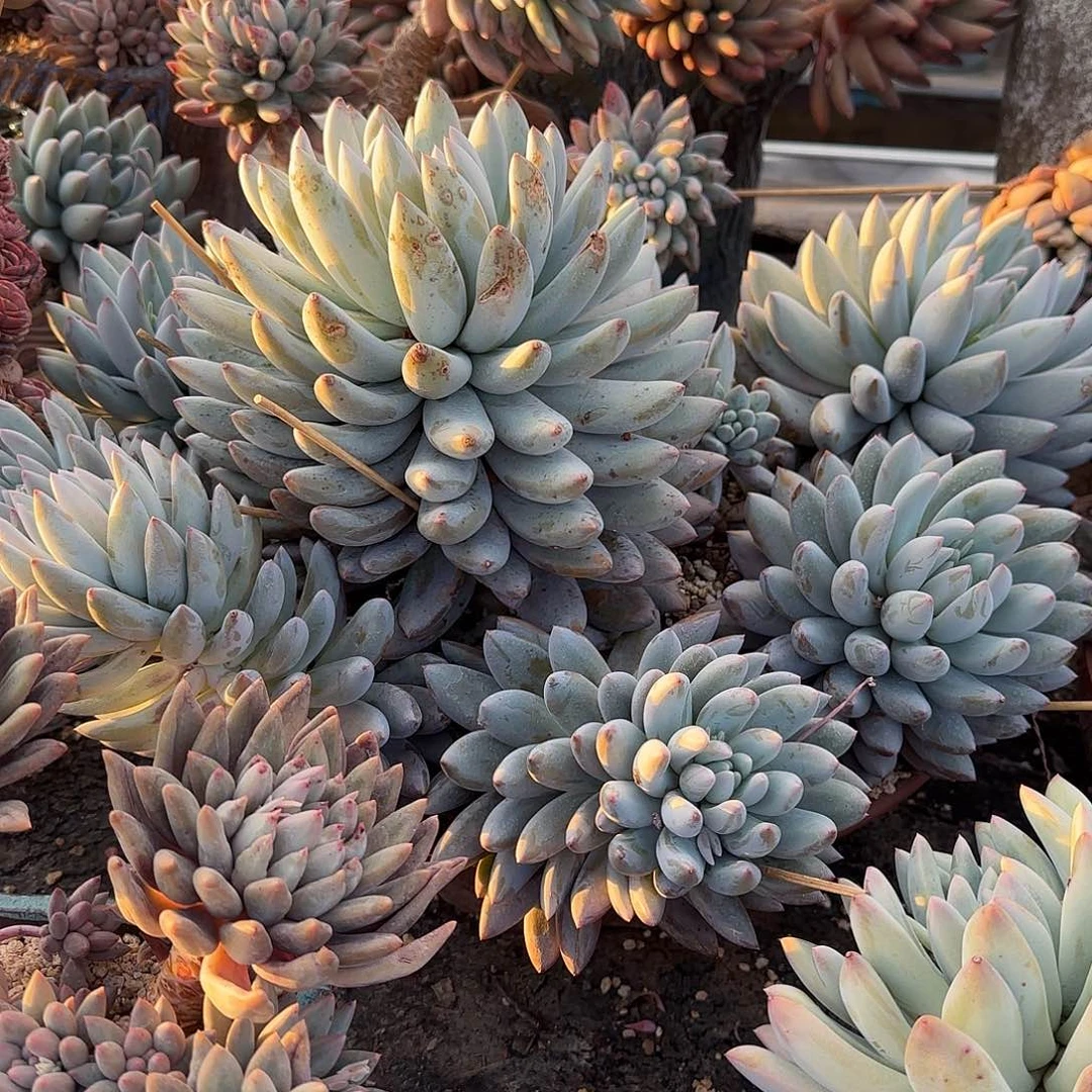 ～****～多肉植物所罗门