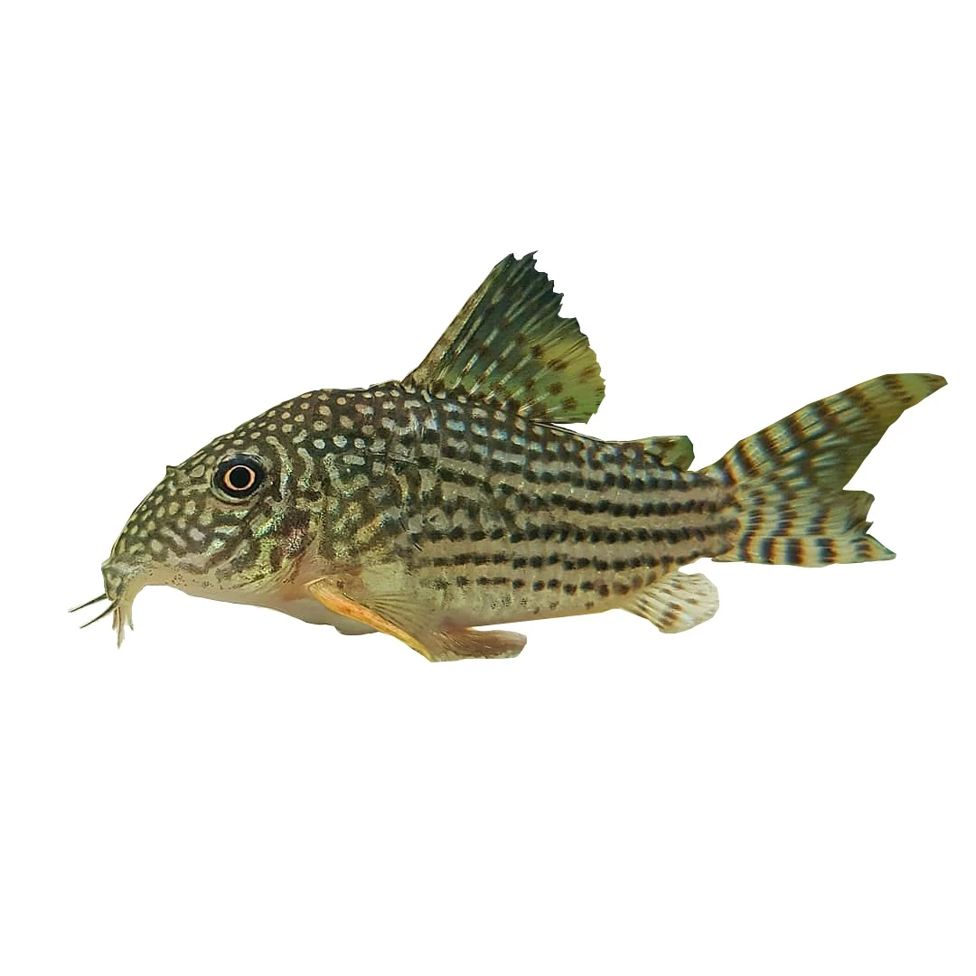 观赏鱼珍珠鼠鱼活体小型宠物鱼