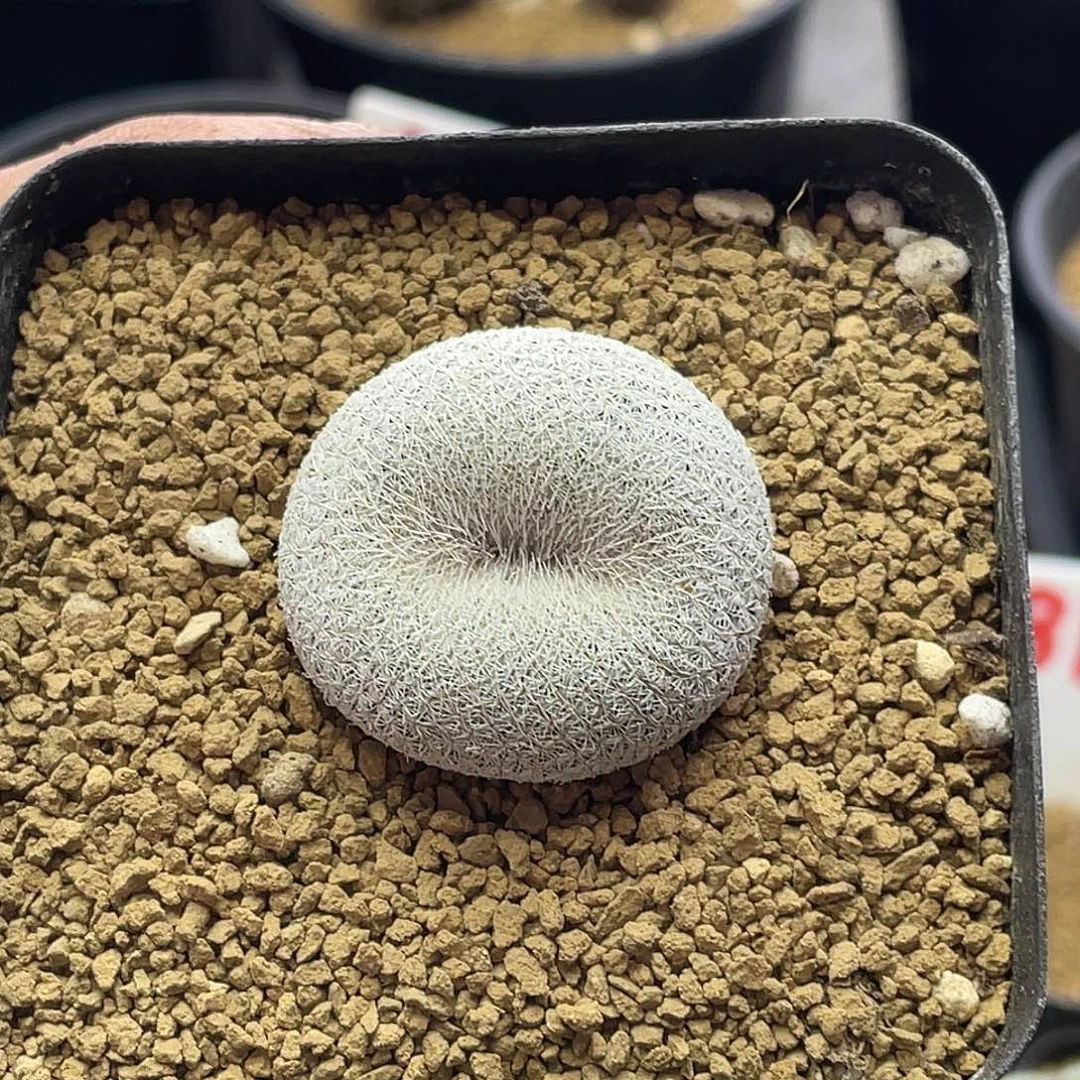 小人帽子缀化 带盆土发货