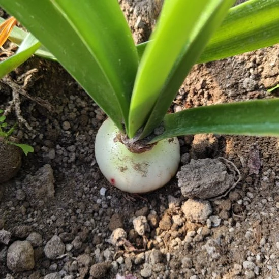 完全开放干邑橙酒4+