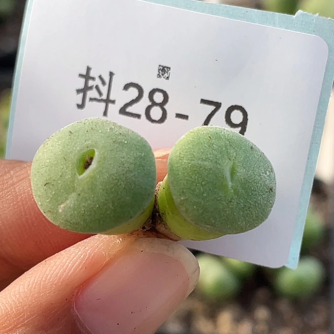 28-79毛钮扣多肉植物