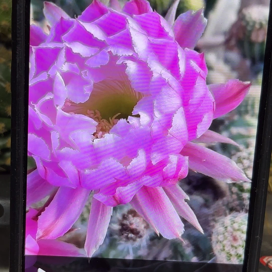 风雅彩侧牙20包邮29