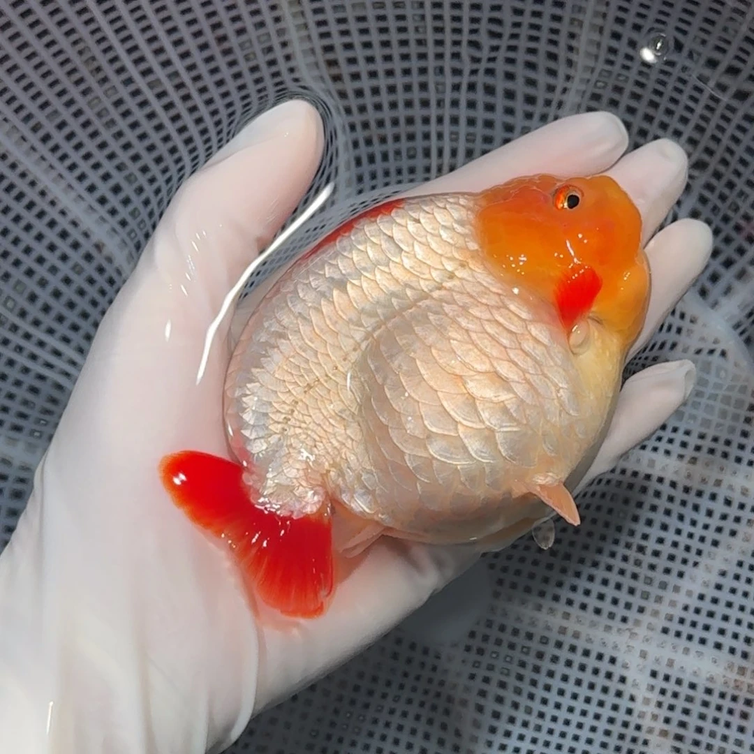 金鱼精品兰寿兰寿