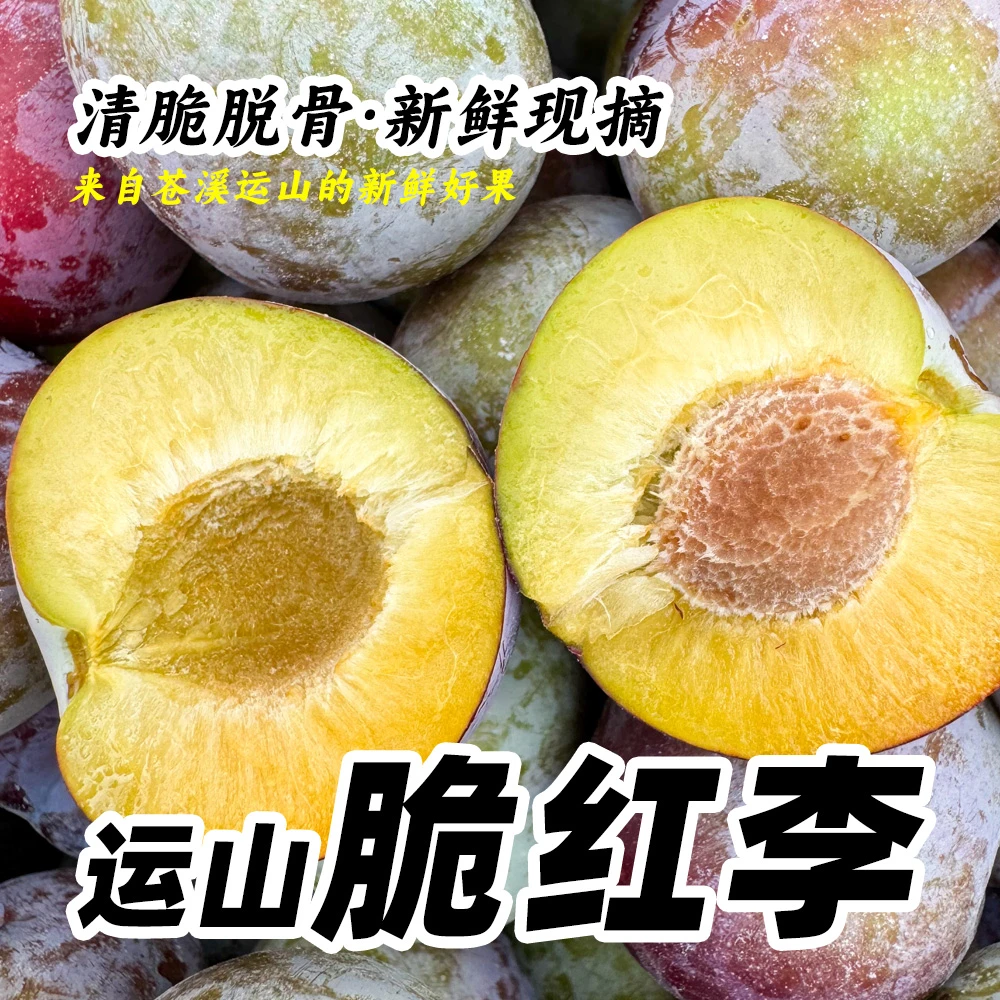 【运山脆红李】四川苍溪新鲜现摘翠红李子四川特产脆红李