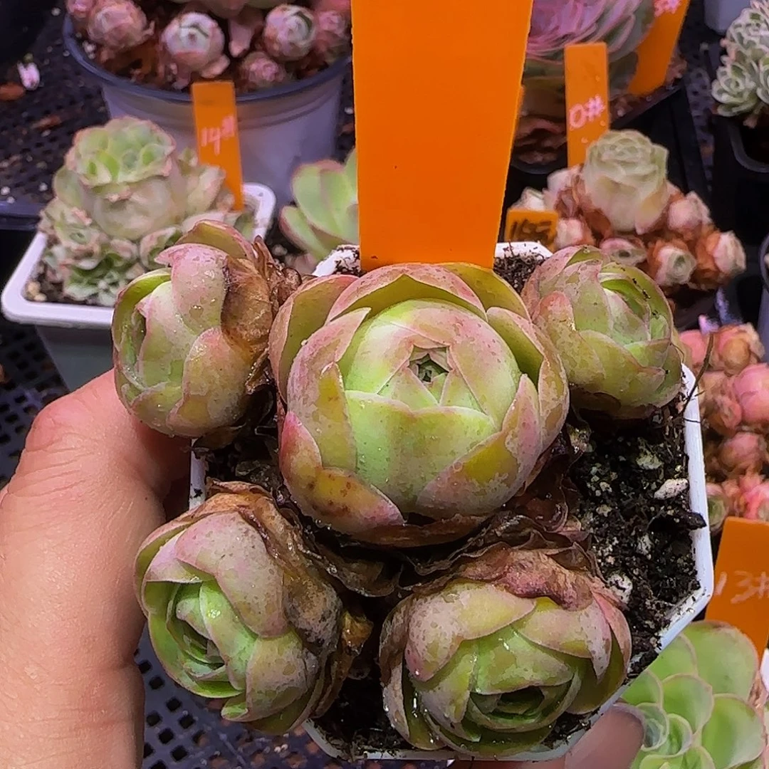 小****牧师 非偏远包邮玻璃心慎拍