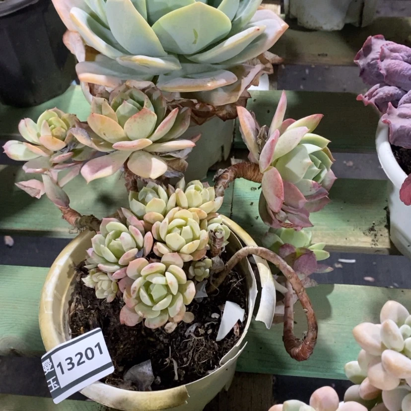 【闪购商品】恋曲13201