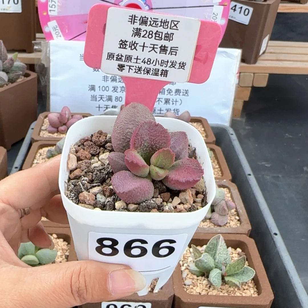এ**妮866赛猪肝多肉植物