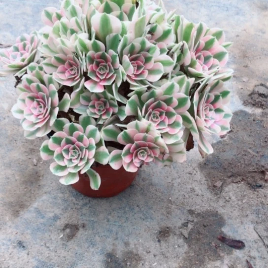郑***雪无花朵女巫法师多肉植物56号
