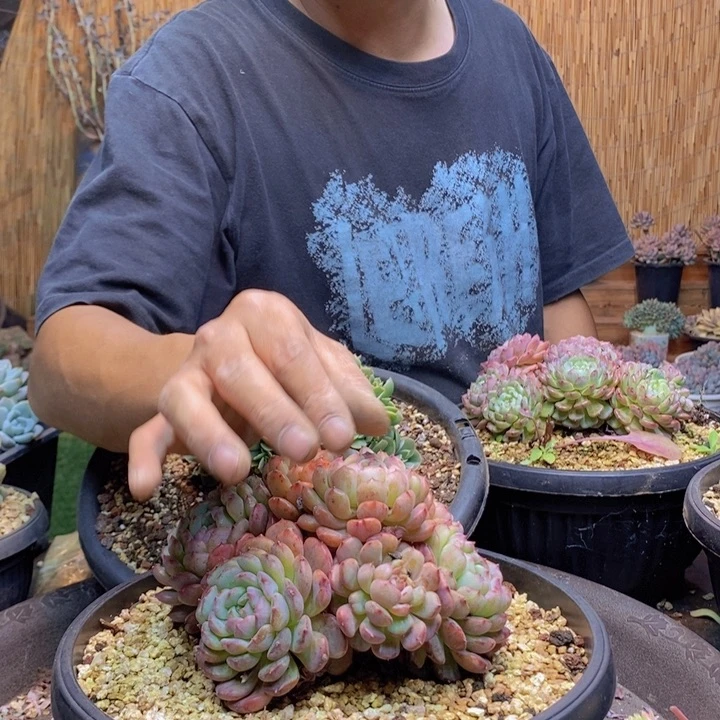 v***笑614号白胖子多肉植物