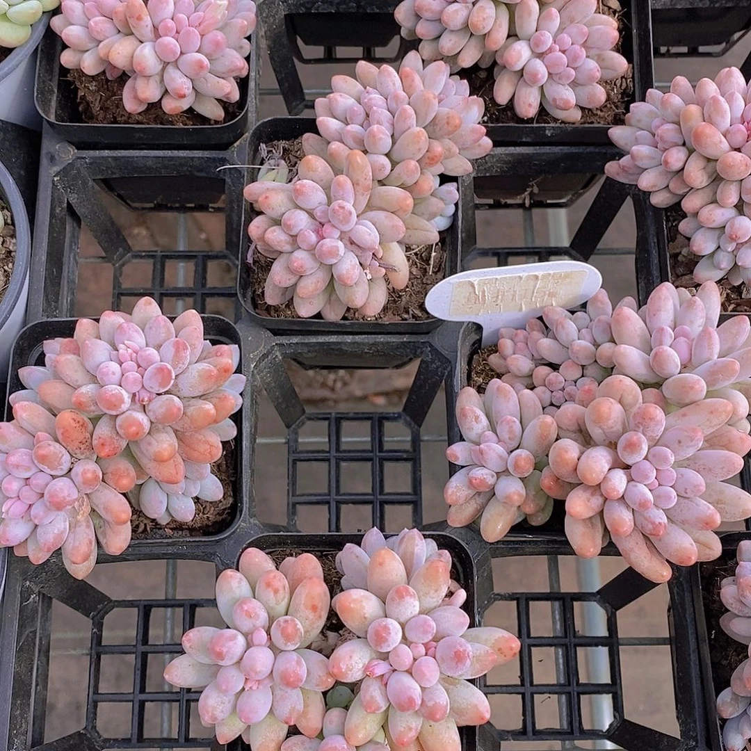 量拍15号-婴儿手指群福利一颗