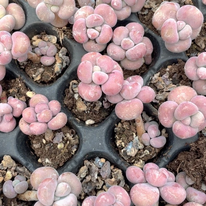 腰子蛋5元6颗随机发满18