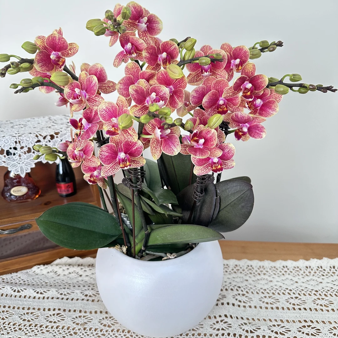 慕兰优选【金蝶】蝴蝶兰花卉 易养花期久4-8