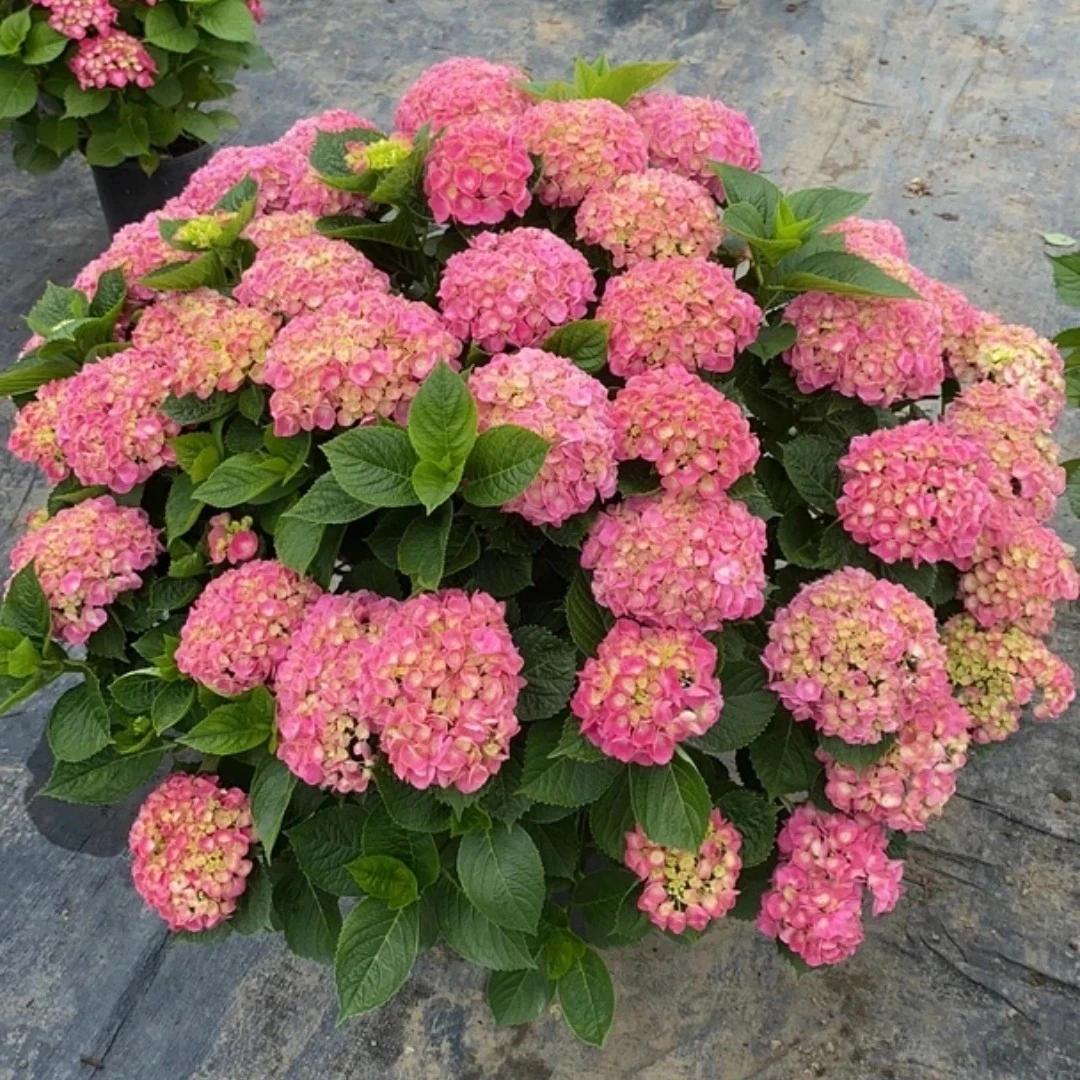 《含羞叶》贵州露天绣球花盆栽别墅庭院花园花卉绿植