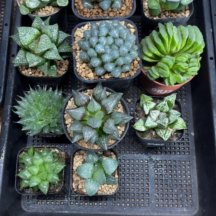 11颗组合多肉植物
