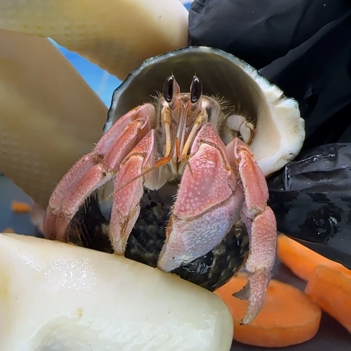 A46粉色 灰白2.0cm口径