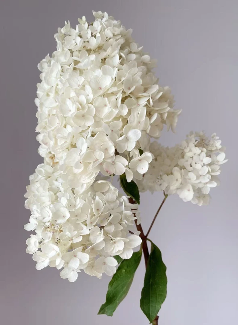 【宝塔绣球】白色稀有绣球  花期久   | 全场任意满两单鲜花包邮