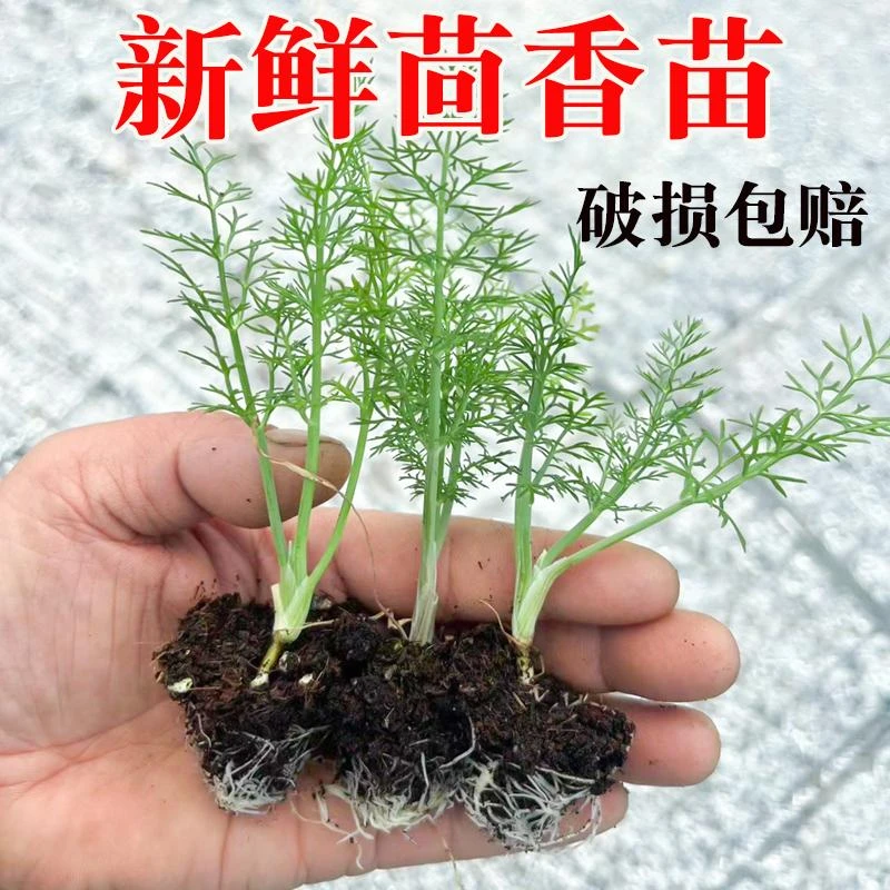 新鲜小茴香苗食用茴香菜盆栽茴香带根小茴香根割茬老品种带土种子