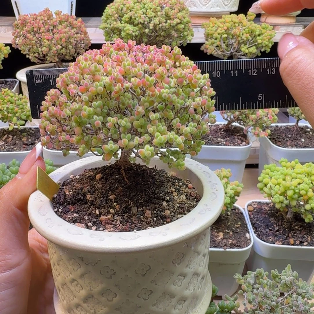 a281号蜜橘冠服9厘米左右带盆发