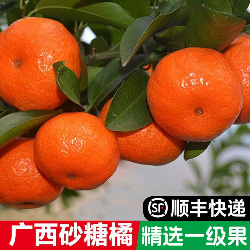 【欧欧姐专属】顺丰正宗广西砂糖橘精品爆甜沙糖小桔子新鲜当季水果