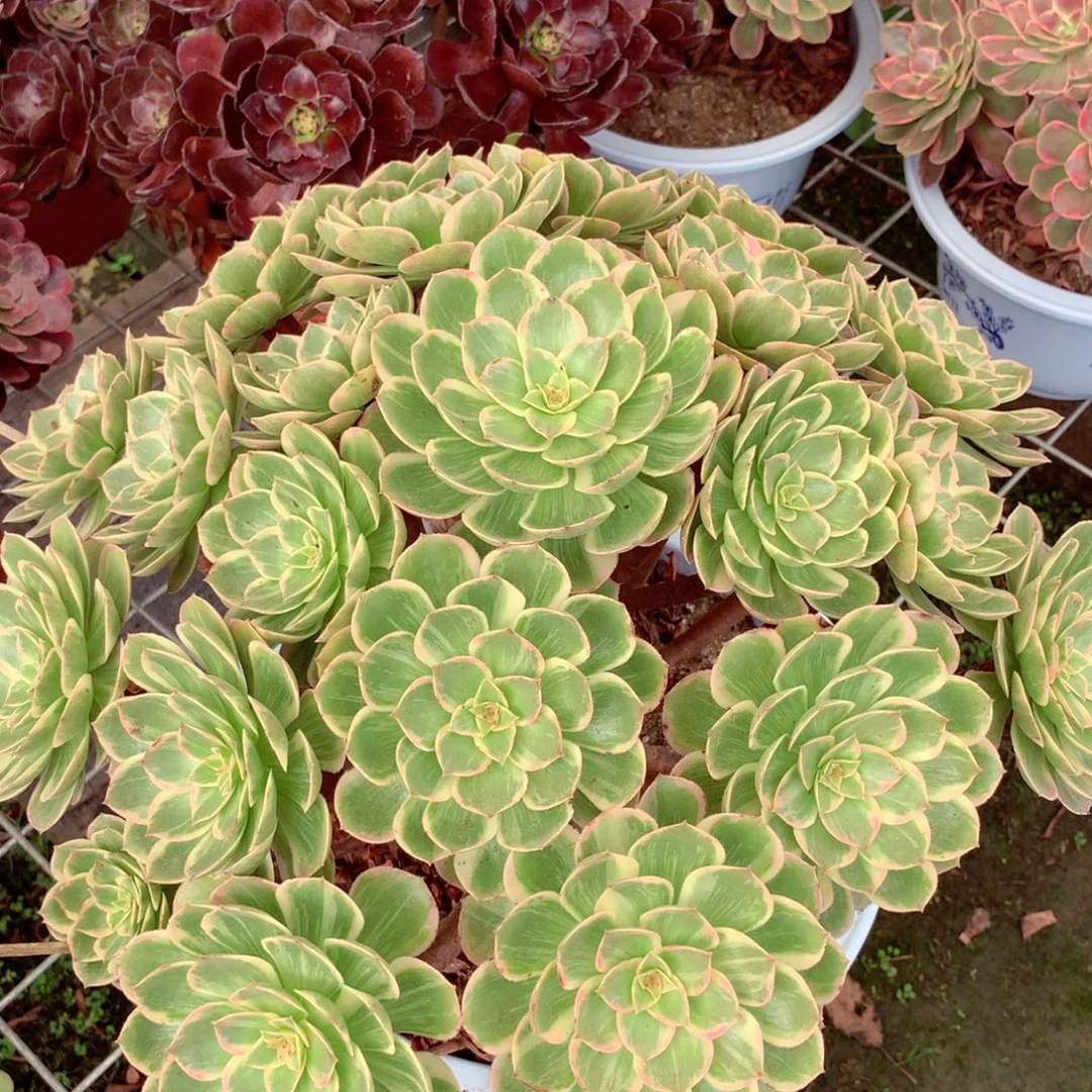 大颗莲花座，多肉植物