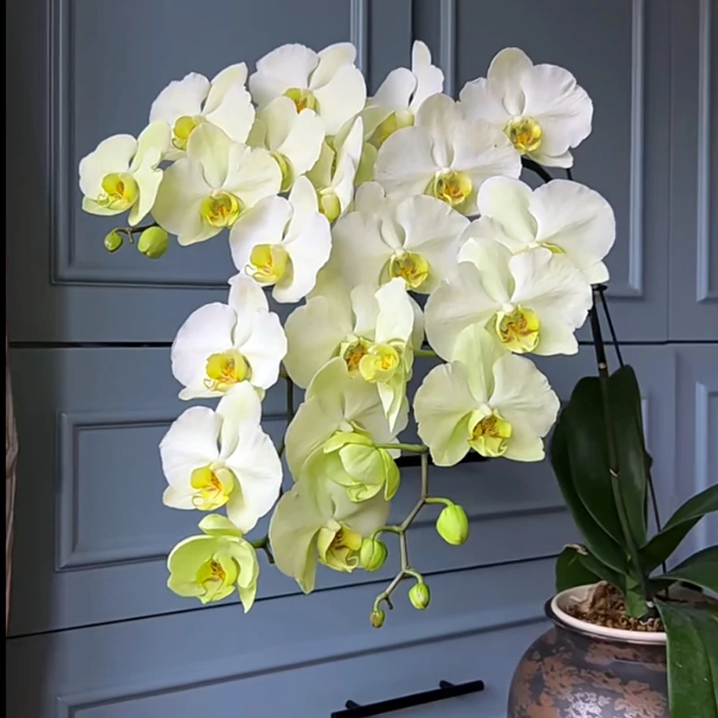 绿帝王蝴蝶兰花苗3.0加高成熟苗无梗绿植盆栽室内花卉常开花植物