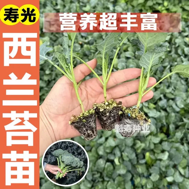 西兰花苔苗秧苗菜花秧苗带土苗秧西兰苔秧苗菜苗四季西蓝花正品