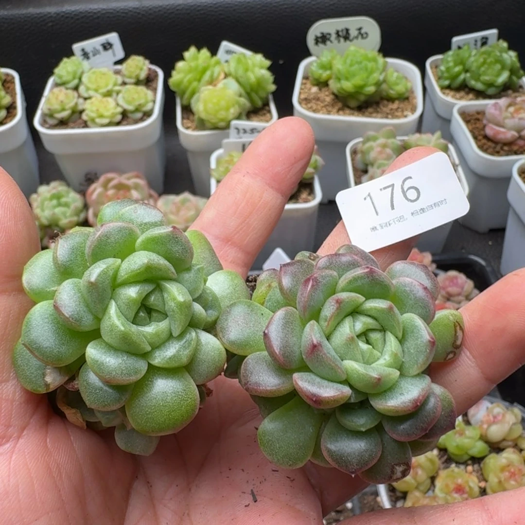 一物一拍一盒510-176