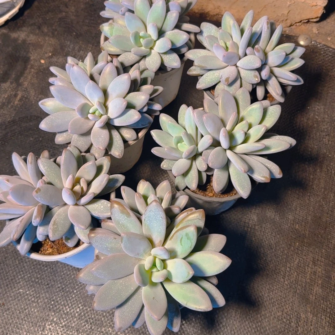 橙龙多肉1636378382