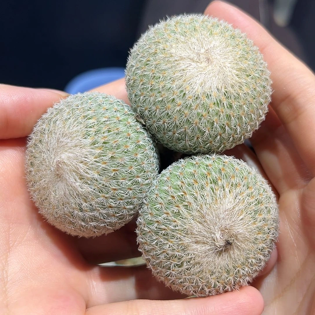 7cm实生三头匀称月世界