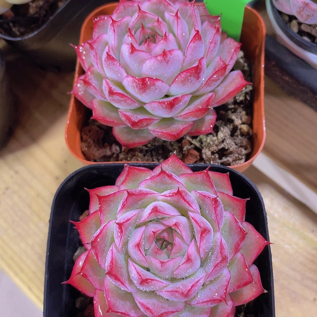 1133号 睫毛粉透女王一颗