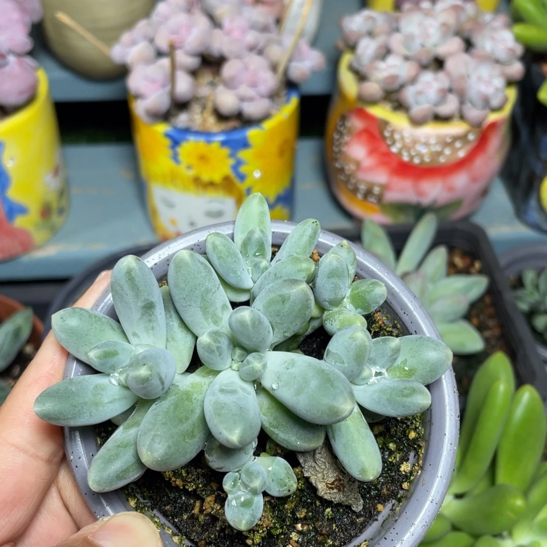 乌拉奶美人多肉植物