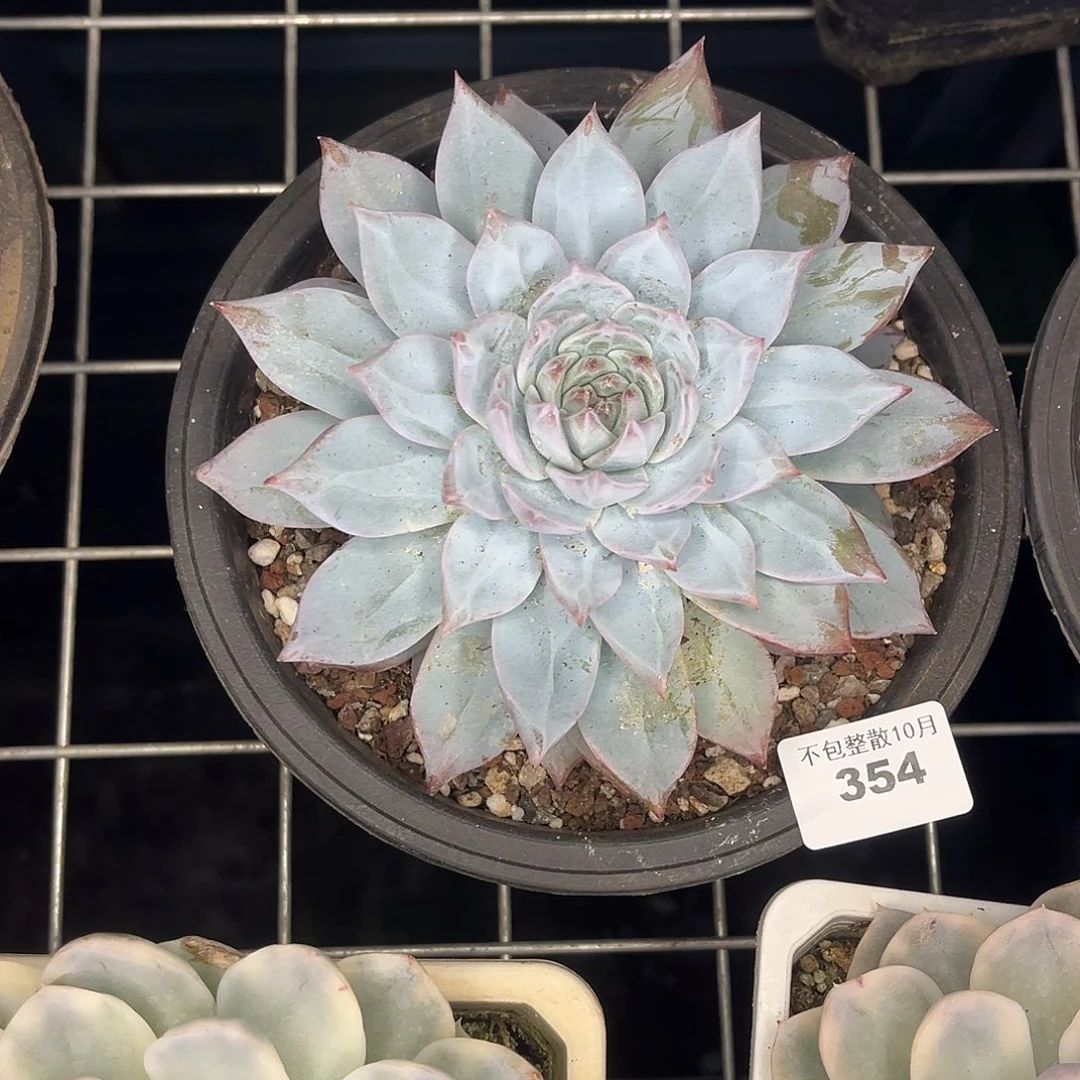 阿雅园艺。     354粉蓝鸟