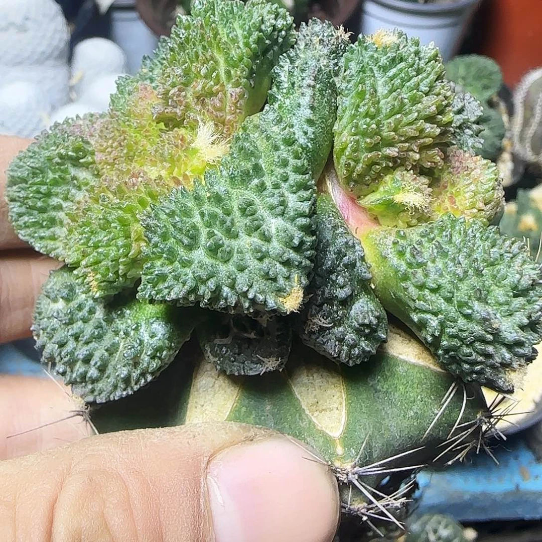 双头哥斯拉787仙人球开花