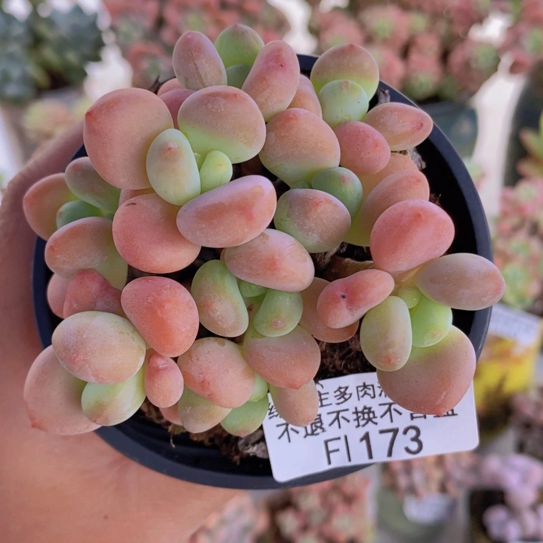 香水手指奶7cm173多肉植物