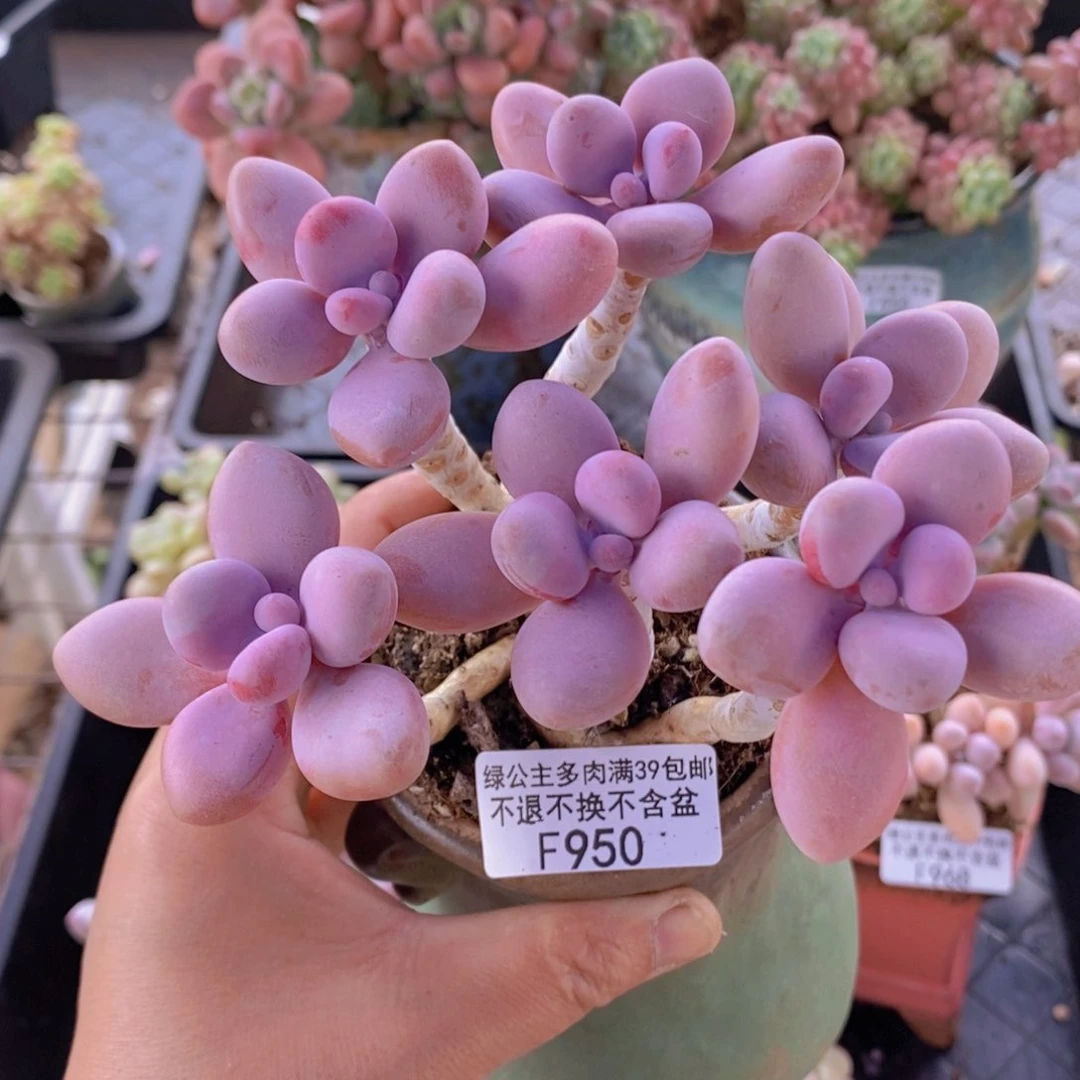 糖果桃蛋老桩10cm950多肉植物