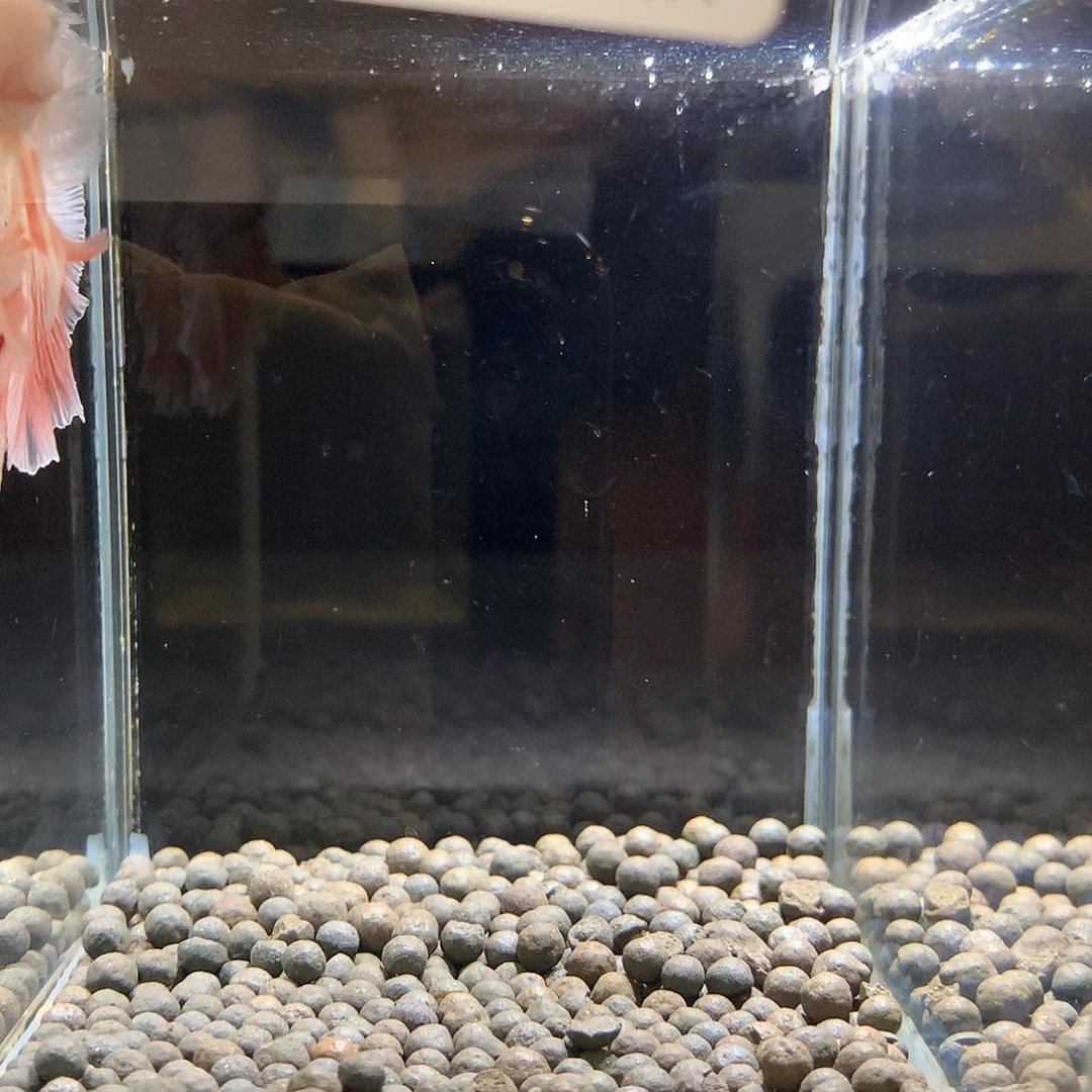 F***n海水鱼七弟泰国鬥魚38