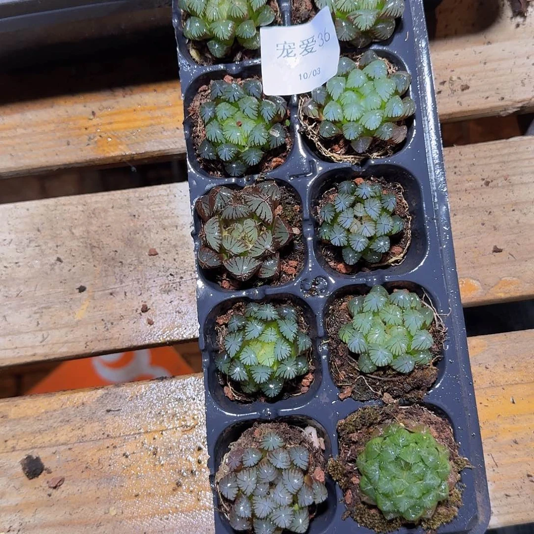 直播福利一物一拍36