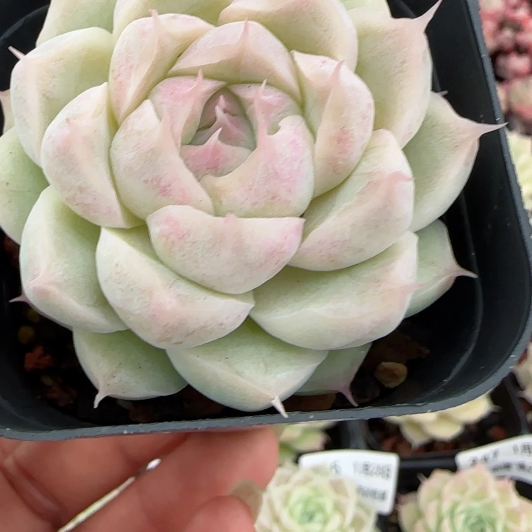 小***鱼花语逸镜0128-250