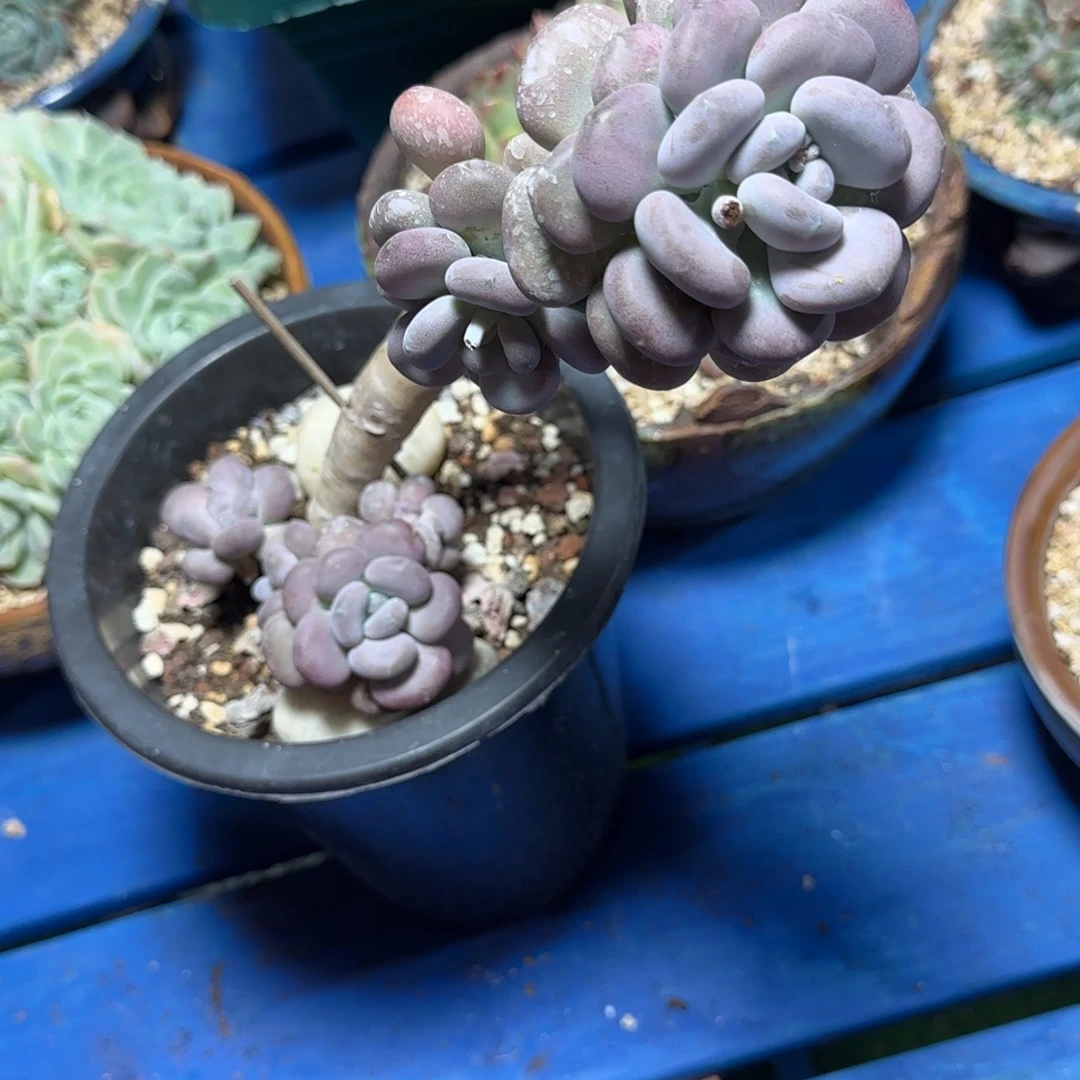 好快乐来了几贵妃等等