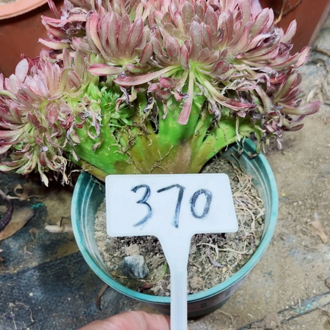 多肉植物珊瑚缀花