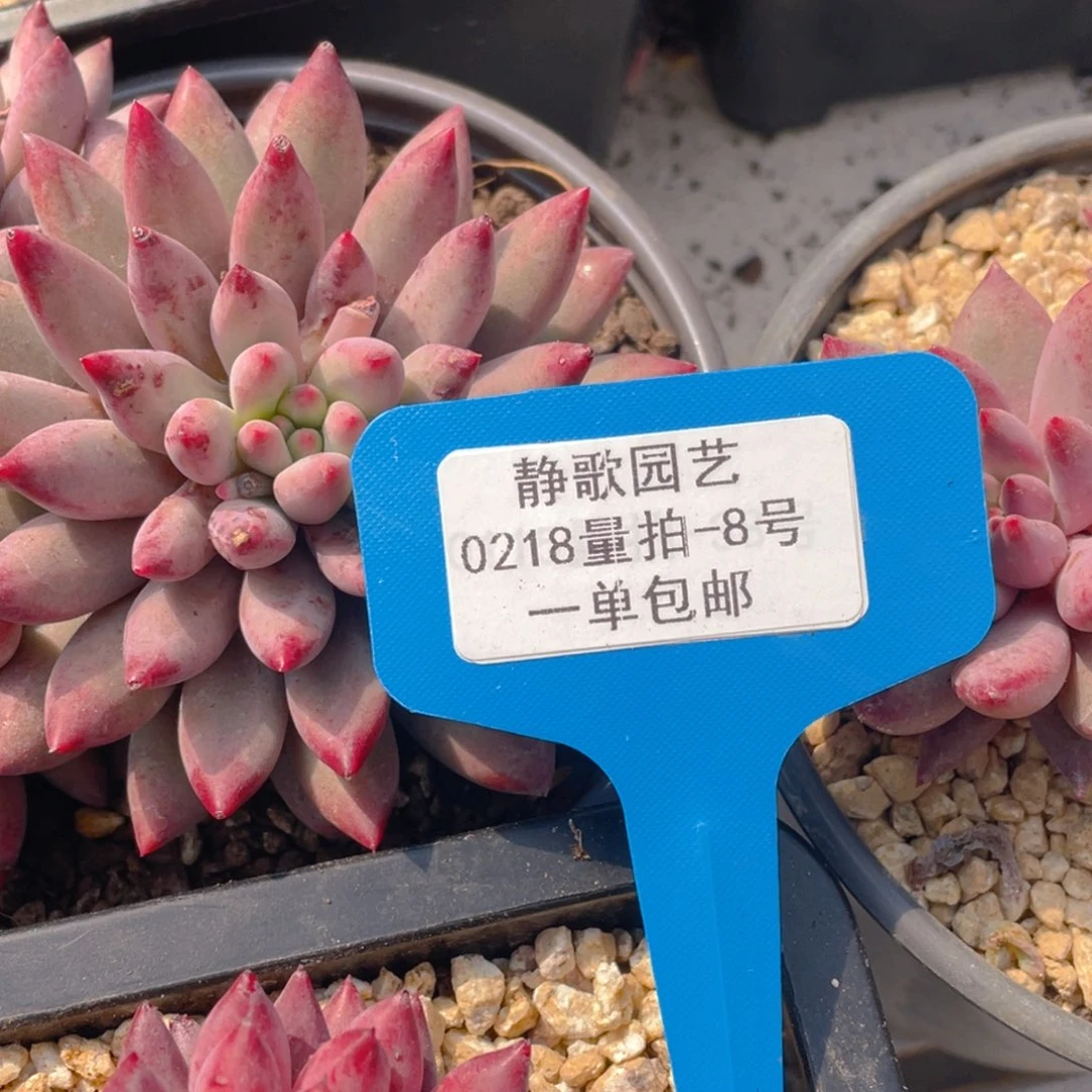 0218-8-福利虞美人一颗